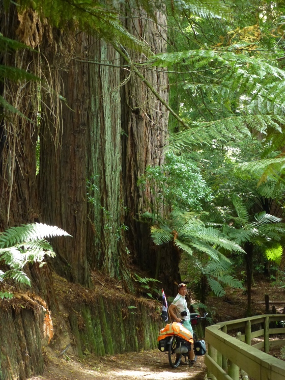 Redwood trees, not native, but still beautiful